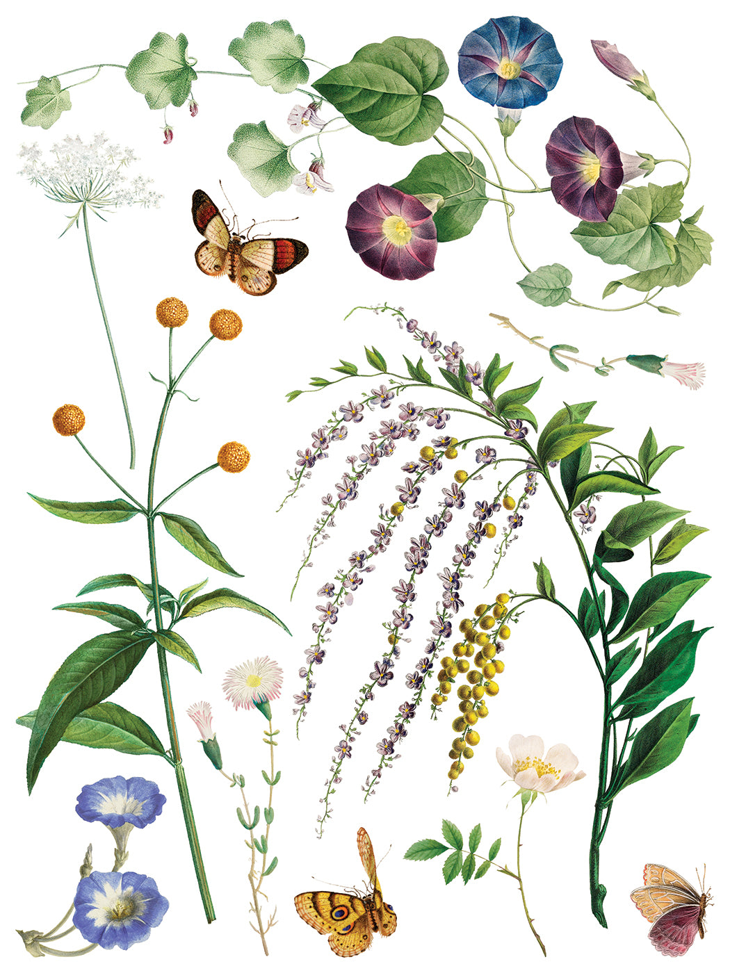 IOD Marché des Fleurs Transfer Page 2 showing vintage botanical artwork of blue and purple morning glory flowers, tall wildflower stems, yellow sprigs, pale pink blossoms, and detailed moths and butterflies on a white background.