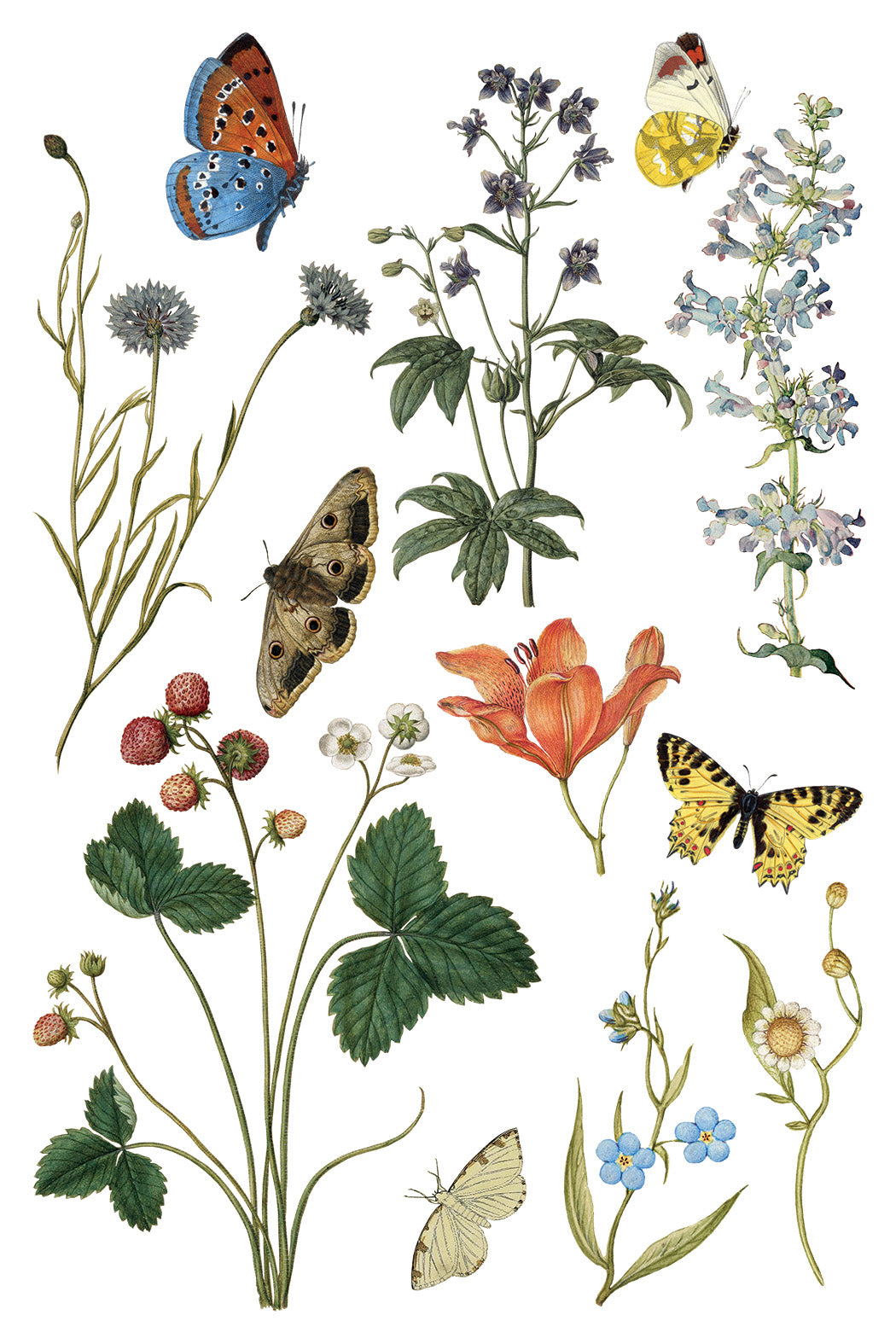 Illustration of various flowers and butterflies on a white background. IOD Iron Orchid Designs Wilde Beoemen Transfer