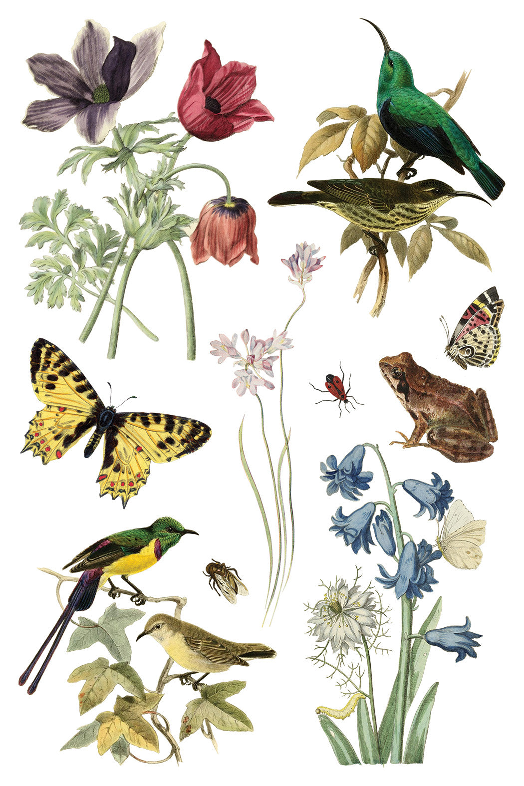 Illustration of various birds, flowers, and insects on a white background. IOD Iron Orchid Designs Wilde Beoemen Transfer page 7