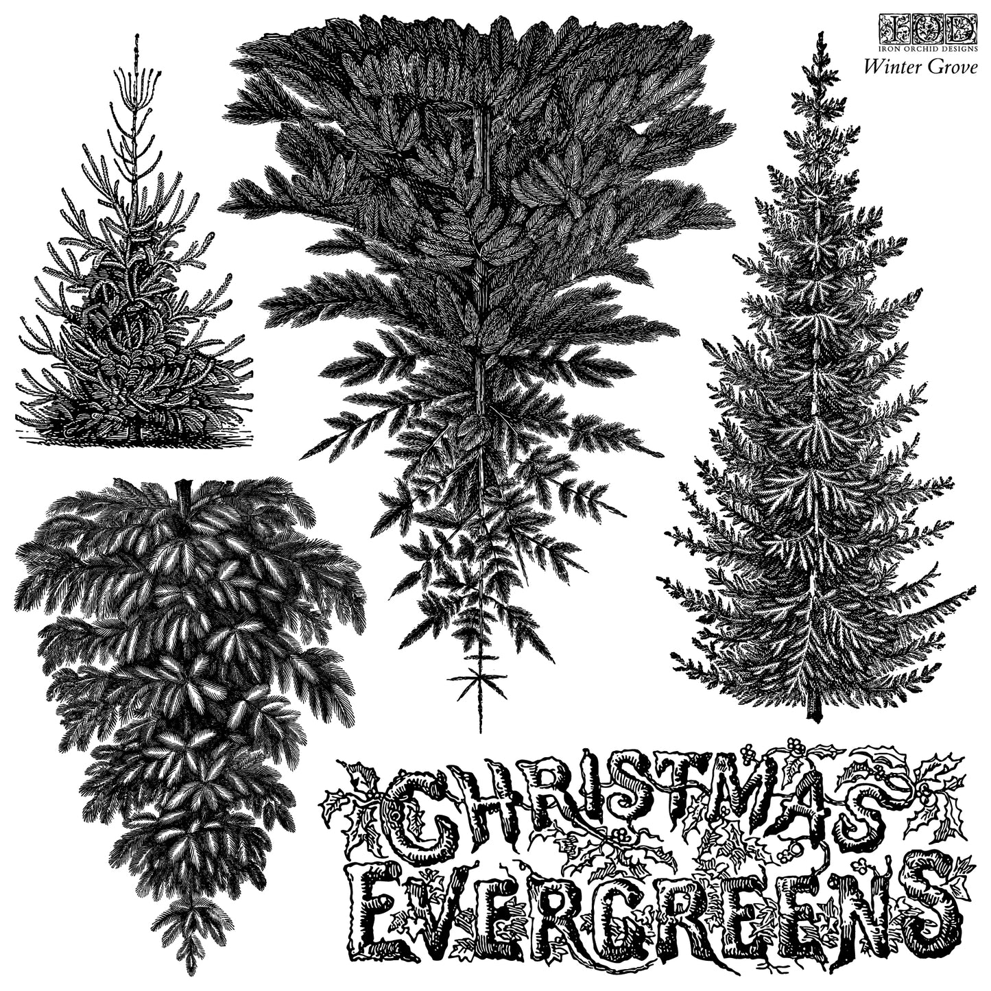 IOD Christmas Evergreens Decor Stamp artwork — five vintage botanical evergreen tree designs and holly Christmas Evergreens title lettering from the Winter Grove collection