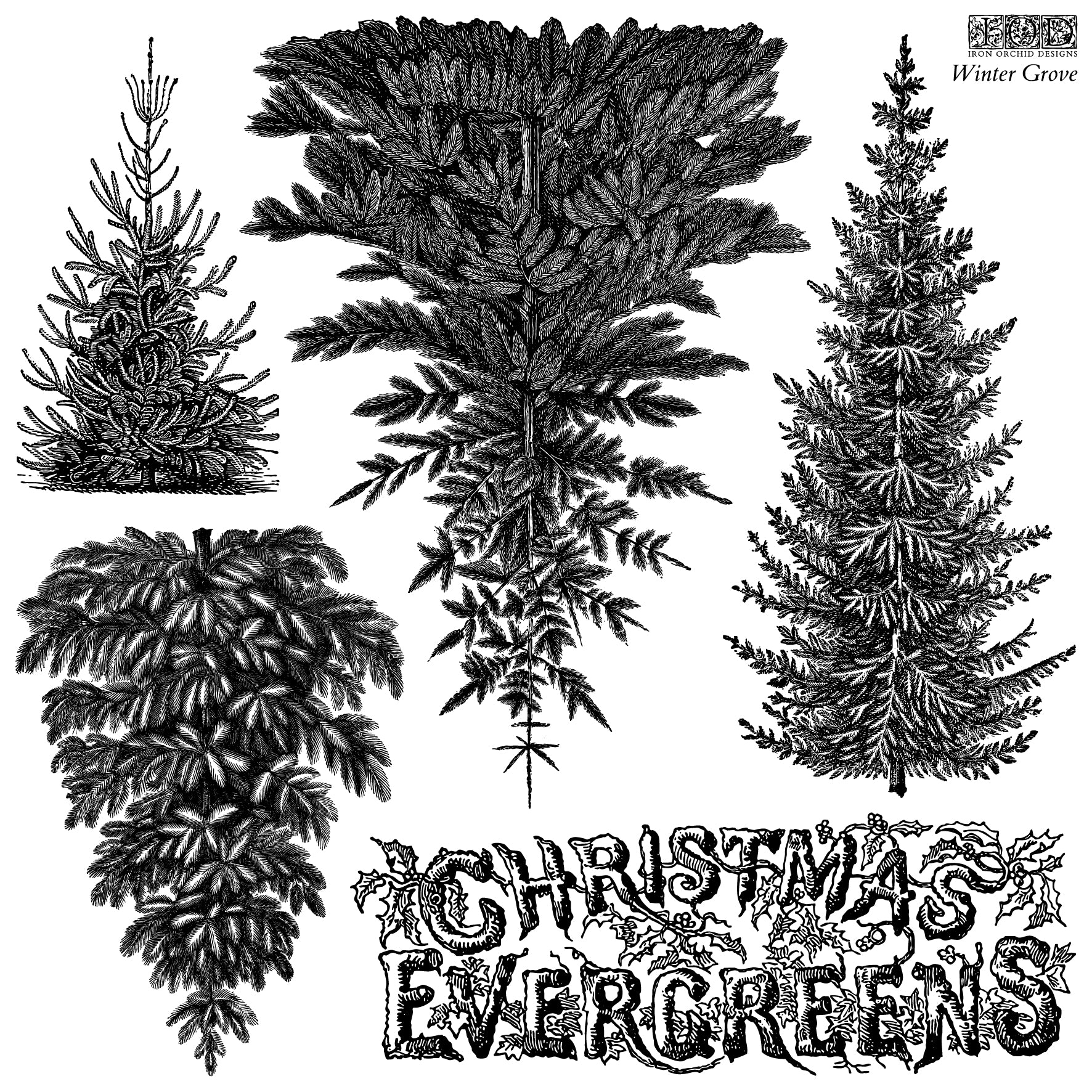 IOD Christmas Evergreens Decor Stamp artwork — five vintage botanical evergreen tree designs and holly Christmas Evergreens title lettering from the Winter Grove collection
