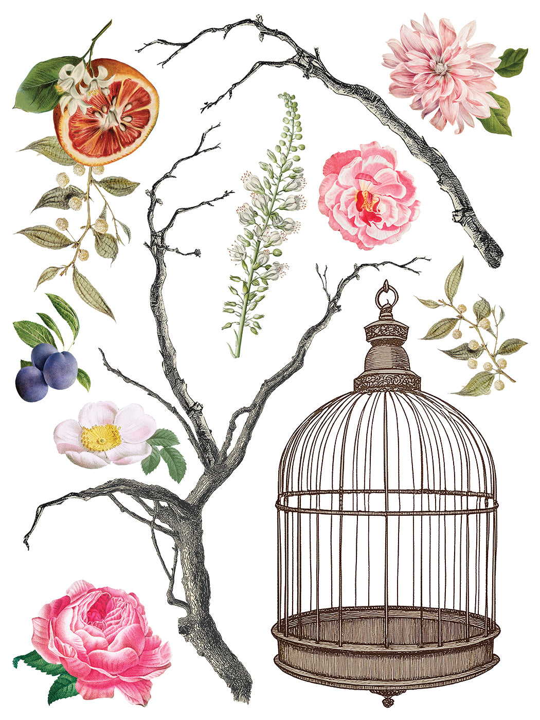 IOD Iron Orchid Designs Menagerie Transfer Vintage bird and botanical designs from IOD Menagerie Transfer Page 1