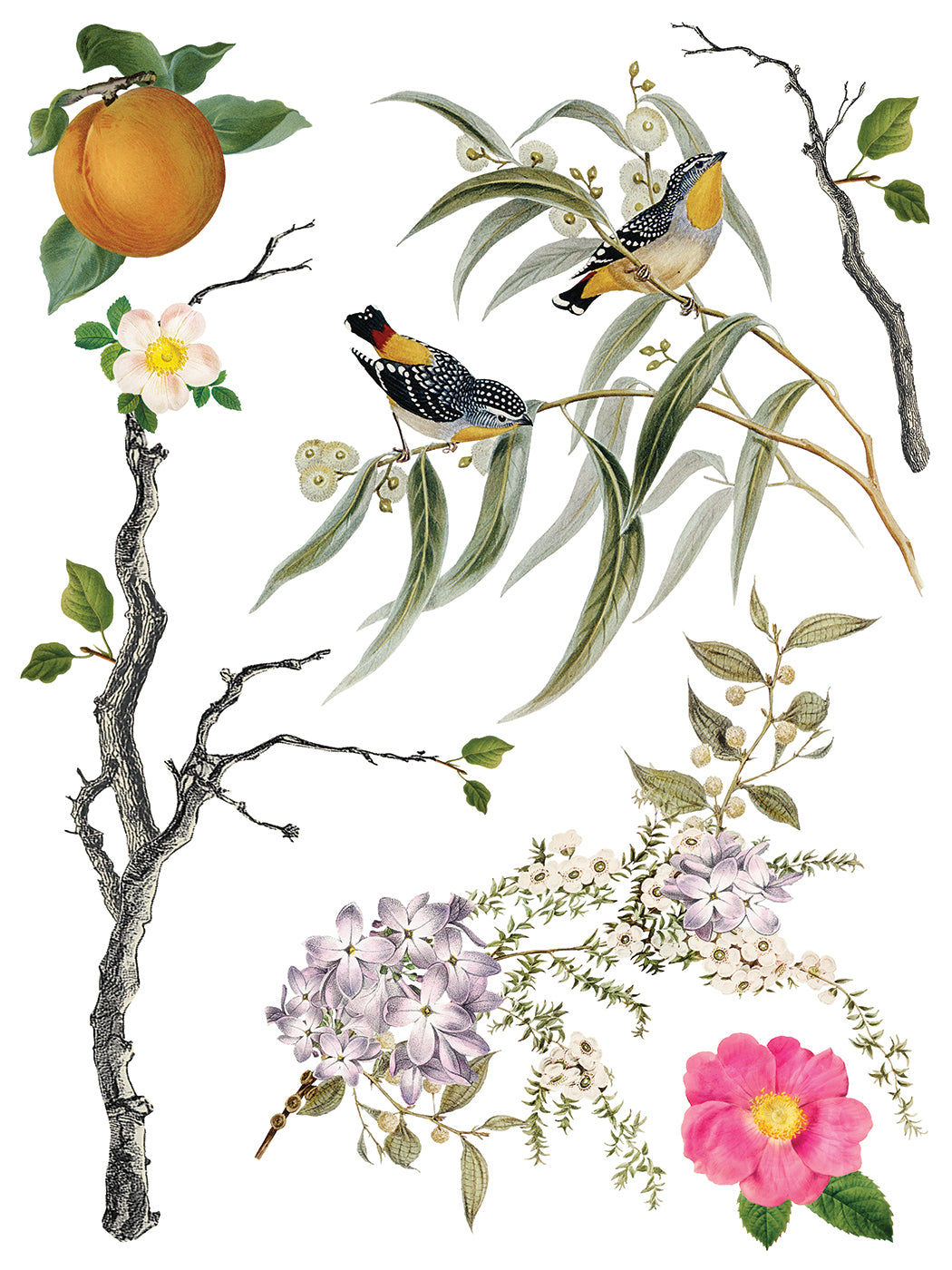 IOD Iron Orchid Designs Menagerie Transfer Vintage bird and botanical designs from IOD Menagerie Transfer page 4