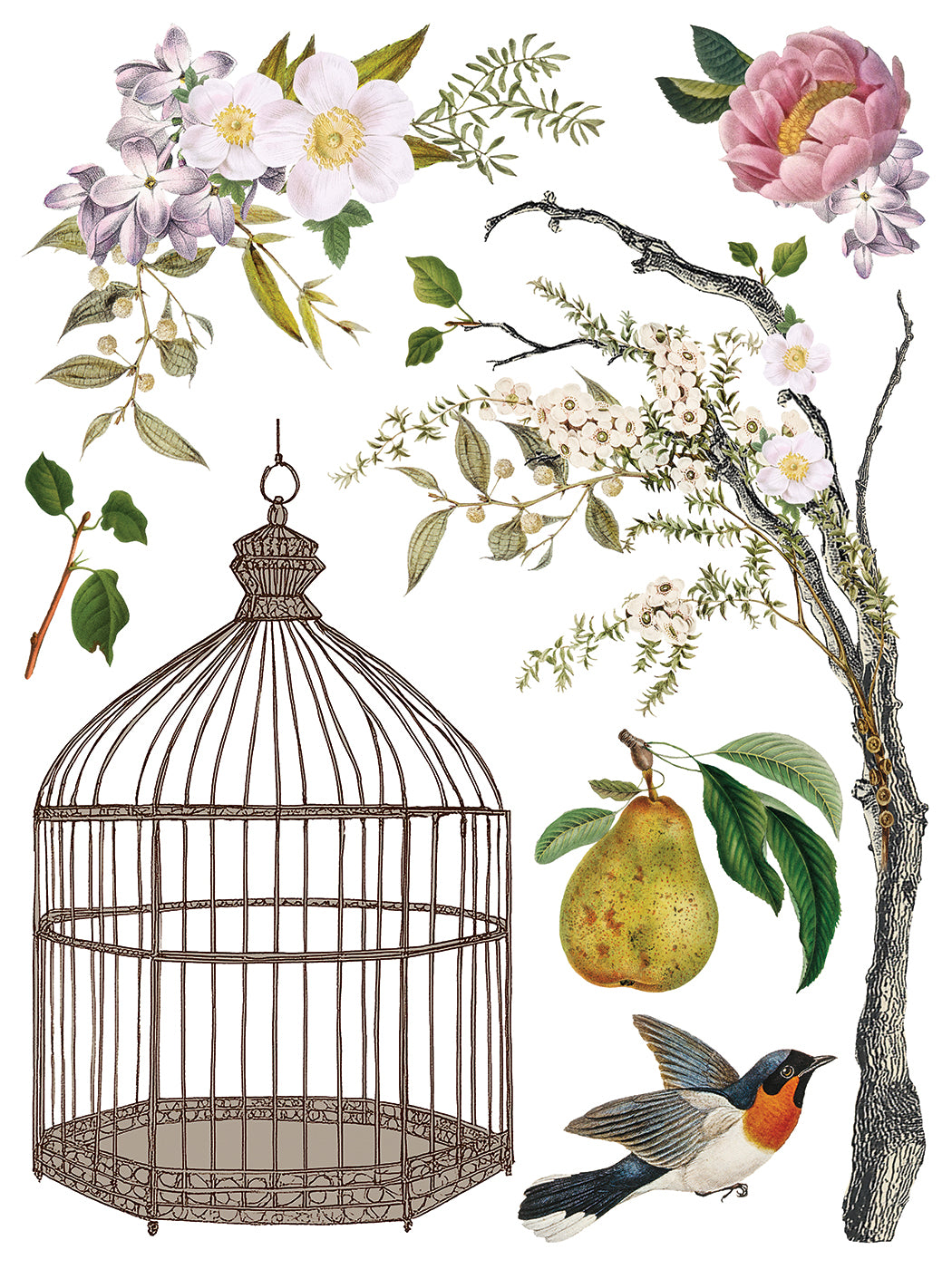 IOD Iron Orchid Designs Menagerie Transfer Vintage bird and botanical designs from IOD Menagerie Transfer page 5
