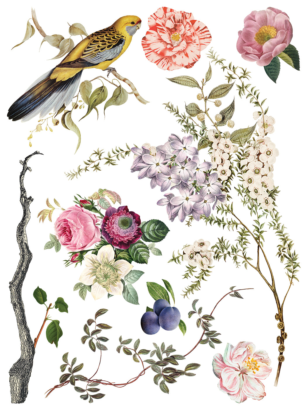 IOD Iron Orchid Designs Menagerie Transfer Vintage bird and botanical designs from IOD Menagerie Transfer page 6