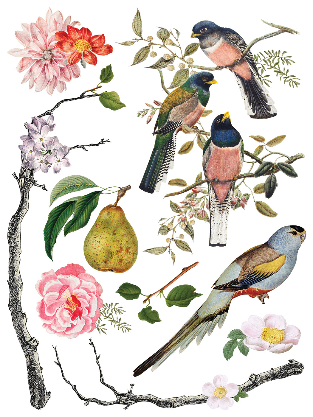 IOD Iron Orchid Designs Menagerie Transfer Vintage bird and botanical designs from IOD Menagerie Transfer page 7