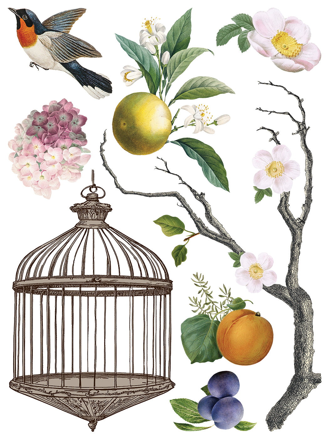 IOD Iron Orchid Designs Menagerie Transfer Vintage bird and botanical designs from IOD Menagerie Transfer page 8